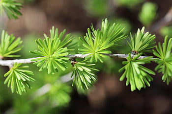 Mountain Larch, modřín, larix decidua, jehličnatý strom, jehly, chomáč jehel, větev