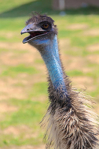 타조, 자연, 새, 야생 생물, struthionidae, 날 수없는 새, Struthioniforme, 구자라트 어, 구자라트의 타조, 날지 못하는 새들, 두툼한 종