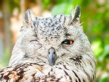 gufo reale euroasiatico, foto ravvicinata, un occhio aperto, piume dettagliate, occhio vivido, gufo ammiccante, fotografia di uccelli, Immagine della fauna selvatica, fotografia naturalistica, ritratto di gufo, Prima fauna selvatica