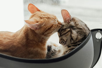 sarılma kediler, Tekir kedi, zencefil kedi, kapalı kediler, rahat alan, pencere görünümü, sevecen kediler, sıcak sahne, sevimli kediler, evcil hayvan fotoğrafçılığı, hayvan arkadaşlığı