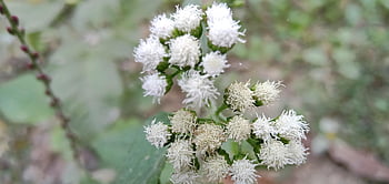 white Flowers, flowers, garden, nature, white Flower Image, flower, white Flower, beautiful Flower, natural Flower