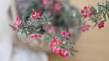 vårblomster, små gryter, ratan-telefon, liten blomst, koreansk blomst, rosa blomst, små blomsterpotter, rotting blomsterpotter, små blomster, koreanske blomster, rosa blomster