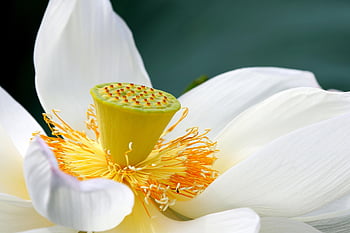 lotus, blomst, Lotus blomst, hvit blomst, petals, blomst bakgrunn, blomst tapet, hvite kronblade, vakre blomster, blomstre, akvatisk plante