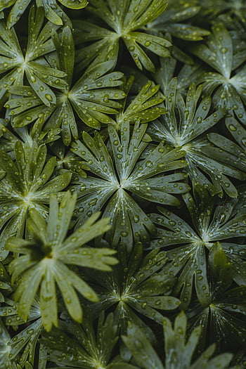 foglie verdi, gocce d'acqua, colpo di macro, verde lussureggiante, Dew coperto, Dettagli della natura, trama delle foglie, fotografia ravvicinata, bellezza naturale, fogliame verde, Guazza