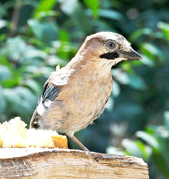 jay, bird, animal, feathers, beak, bird Watching, ornithology, animal World, nature, forest, fly