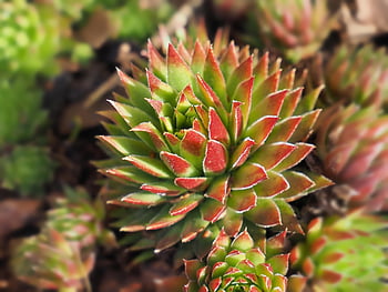 houseleek, sukulentní, sempervivum, masitý, rostlina tlustých listů, Kamenný kořen, Příroda