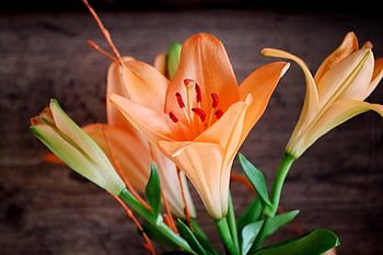 flower, lily, bouquet Of Flowers, bloom, plants, nature