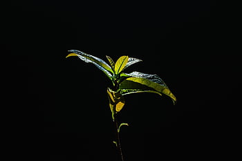 avocado, leaves, plant, seedling, sapling, foliage, nature, light, dark, closeup, background