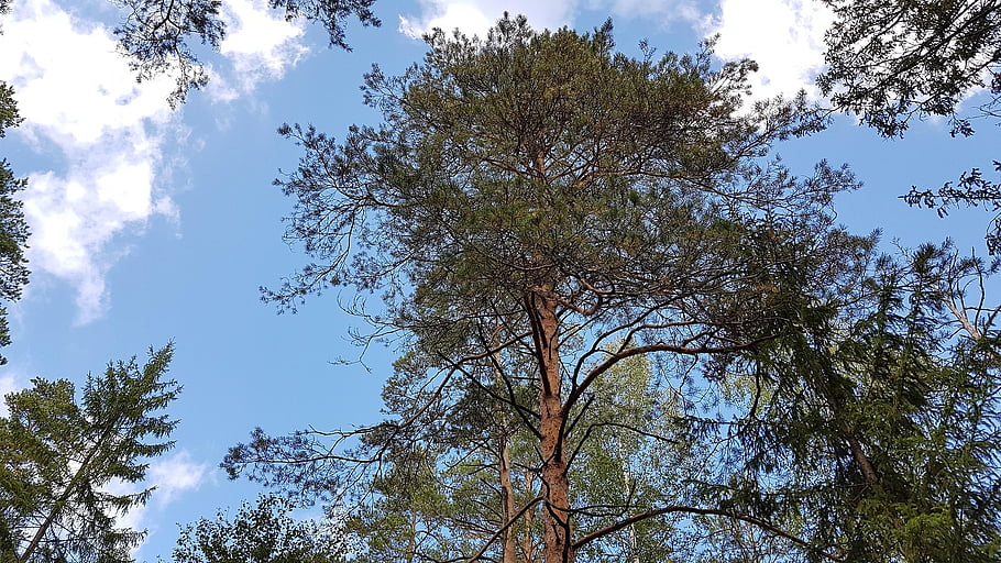 sky, forest, landscape, the Woods, nature, trees