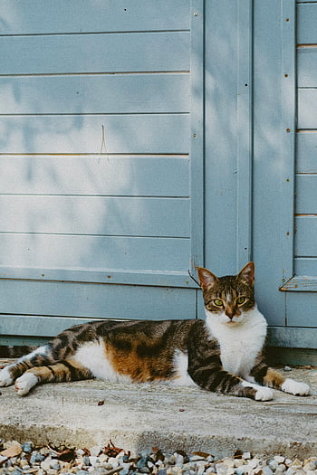 tabby kissa, Makaa lattialla, ulkona, sininen seinä, rauhallinen hetki, ulkokissa, tabby lepo, sininen seinätausta, kissan lepo, Rauhallinen kissa