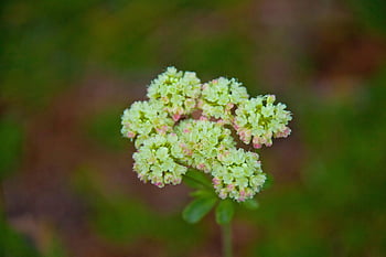 wild Carrot, flowers, plant, flower Wallpaper, wildflowers, queen Anne Lace, bishop Lace, bloom, flower Background, blossom, beautiful Flowers