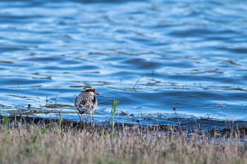 black-fronted Dotterel, dotterel, plover, bird, elseyornis Melanops, avian, animal, wader, shorebird, wildlife, wild