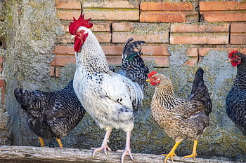 kohout, slepic, kuřat, ptáků, zvířat, mužský, ženský, kurník, Příroda, kuřecí hřeben, drůbež