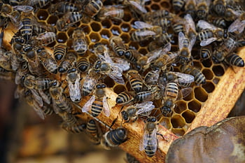 bees, beekeeping, beehive, honeycomb, honey Bees, insect, animal, bee Farm, nature, closeup, honey