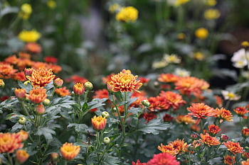Flori de petale albe roșii portocalii, crizanteme, Grădină vibrantă, înfloriri colorate, frumusețea naturii, Grădină luxuriantă, flori strălucitoare, câmp floral, flori în aer liber, fotografie de gradina, fotografie de flori