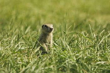 gopher, rodent, fauna, animal, brown, field, nature, grass