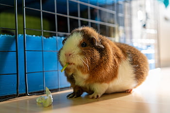 guinea Pig, pet, nature, eating, cavy, cavia, furry, small, animal, mammal, fluffy