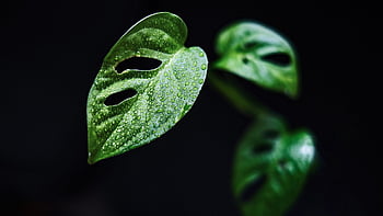leaves, plant, nature, monstera, jungle, monstera Adansonii, tropical, botany, growth, macro, homeplants