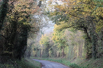trees, road, lane, autumn, fall, nature, season, agriculture, valley, countryside, travel