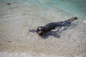 seal, beach, water, mammal, animal, nature, sand, baby, island, ocean, wildlife
