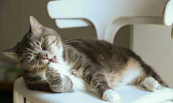 kedi yalamak pençe, Sevimli Tirby Kedi, beyaz sandalye, kapalı kedi, uzanan kedi, Şirin kedi, TITBY CAT TRAMING, sandalyeye kedi, kapalı evcil hayvan, kedi davranışı, kedi hijyeni