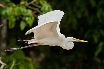 great Egret, heron, bird, fligh, flying, egret, large Egret, great White Egret, great White Heron, nature, avian