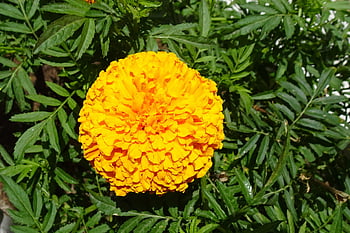 fiore, calendula, tagetes erecta, annuale, bellissimi fiori, sfondo di fiori, natura, Asteraceae, flora, giallo, giardinaggio