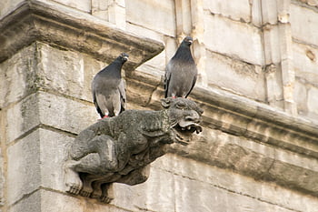 gargoyle, church, religion, europe, belgium, brussels, old