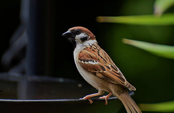 bird, sparrow, ornithology, songbird, fauna, animal, wildlife, nature, species, avian