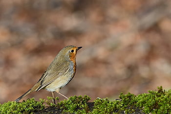 robin, bird, winter, songbird, wildlife, plumage, ornithology, bird Watching, sitting, nature, tree