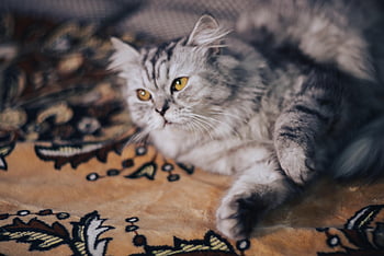 cat, playful, yellow Eyes, pedigree, striped, persian, exotic, iron, affectionate, care, love