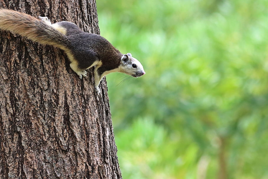 squirrel, chipmunk, tree, animal, nature, garden, forest, park, mammal, climbing