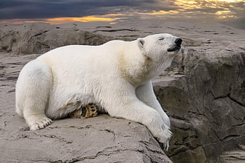 polar Bear, bear, rock, wait, climate, dry