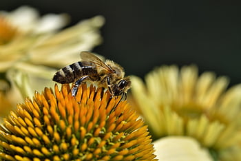 Bie, insekt, pollinere, pollinering, blomst tapet, blomst, bevinget insekt, vinge, natur, blomst bakgrunn, vakre blomster