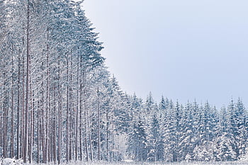 stromy, les, sníh, pole, louka, Studený, zimní, zasněžený, krajina, Příroda, kempování