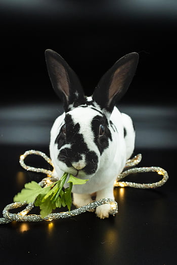 rabbit, bunny, ears, nature, fairy Lights, easter, adorable, animal, celebration, closeup, cute
