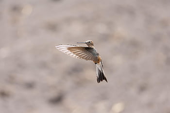 jätte kolibri, kolibri, fågel, djur-, fjädrar, vingar, flyg, fjäderdräkt, vilda djur och växter, natur, fauna