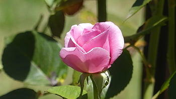 rose, pink Rose, flower, blossom, nature, bloom, floral