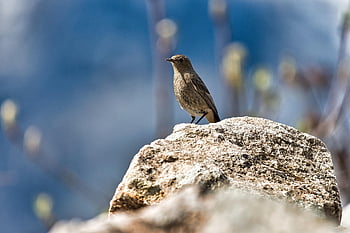 černý redstart, pták, Příroda, pěvec, phoenicurus ochruros, zvíře, červené sledoval, zahradní pták