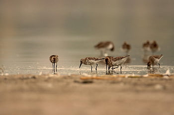 dunlins, birds, lake, nature, animals, plumage, avian, waterbirds, wild Animals, wildlife, dunlin