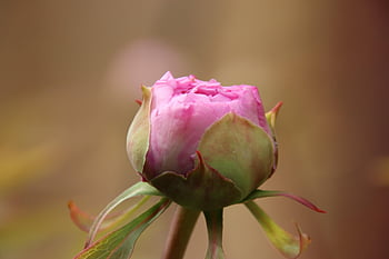 flower, peony, blossom, bloom, pink, nature, spring, closed, to Open