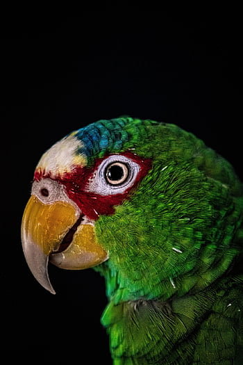 parrot, bird, animal, nature, beak, bill, wildlife, portrait
