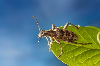 insetto, scarafaggio, entomologia, specie, macro, scarabeo della mucca texana macchiato di nero, peste, artropodo, fauna, rhagium mordax, mondo animale