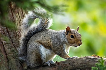 scoiattolo, roditore, albero, natura, animale carino, soffice, peloso, sempreverde, animale, coda soffice, animale peloso