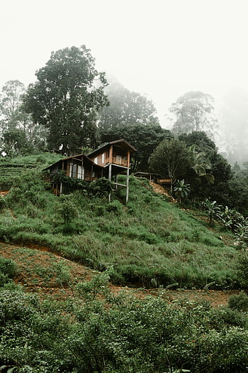 บ้านไม้, ภูเขา, ศรีลังกา, จังหวัดภาคกลาง, เนินเขาเขียวชอุ่ม, มีหมอก, ป่าทึบ, พืชพันธุ์, สวยงาม, กระท่อม, ธรรมชาติ