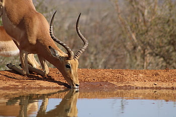 impala, africa, nature, drink, water, safari, wild, animal, wildlife, horns, south