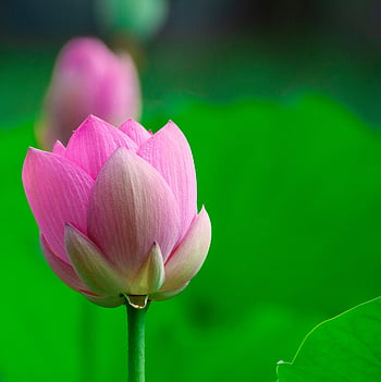 lotus, květ, pupen, krásné květiny, květinové pozadí, rostlina, lotosový bud, růžový květ, okvětní lístky, leknín, květinové tapety