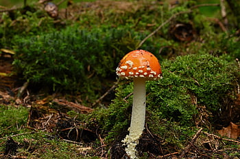mushroom, toadstool, poisonous, forest, moss, fall, nature, fungal Science