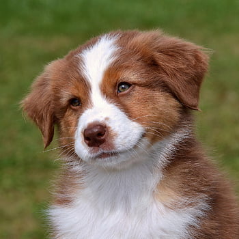 australian Shepherd, puppy, dog, pet, fur, purebred, pup, animal, nature, domestic Dog, canine