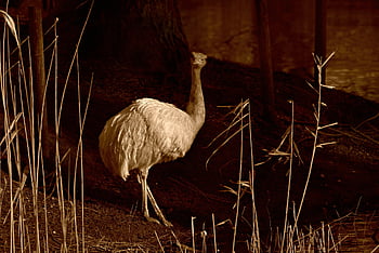 plus de nandou, oiseau incapable de voler, Amérique du sud, plume, plumage, long cou, jambe, Argentine, pampa, zoo, 07-02-20